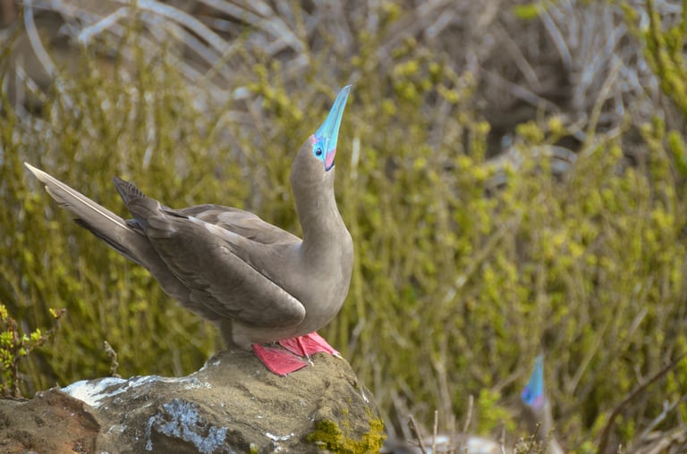 Galapagos_Islands_Red_Footed_Booby.jpg